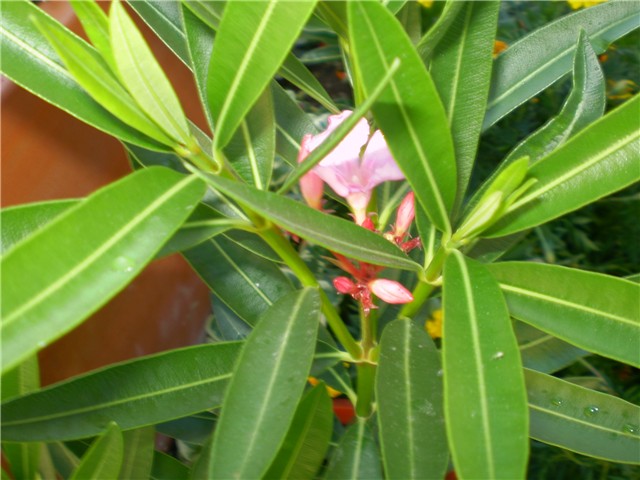 oleander